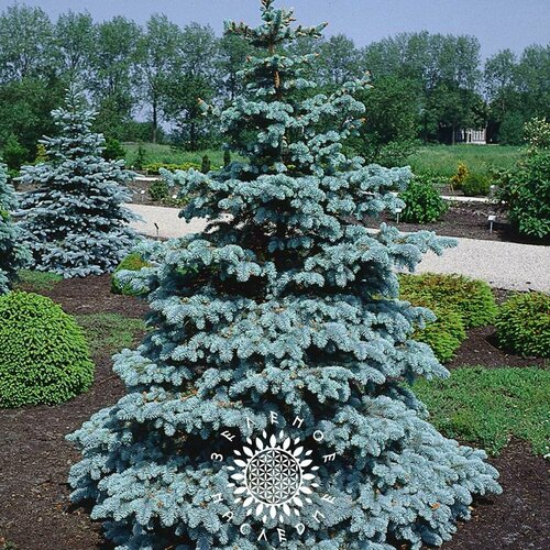 ���� ������ ������� ��� ������� - ��� ������� (���. Picea Pungens) 25��, ������ �� 338 ���