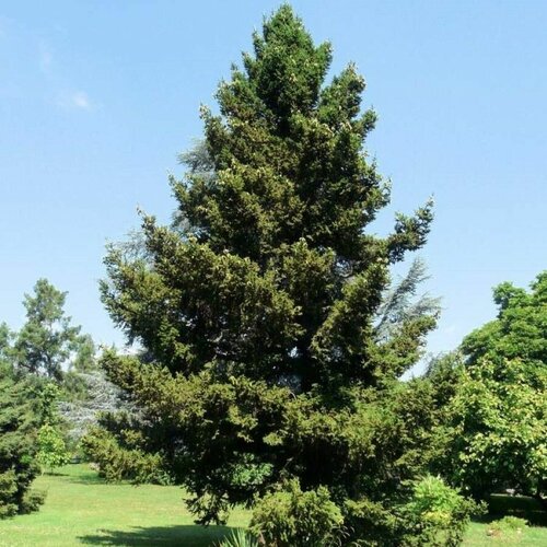     (Picea wilsonii), 20    -     , -, 