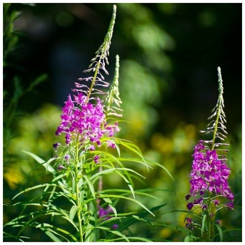 ���� ������ ������ ����-��� ������ ����������� 100 ��., ������ �� 330 ���