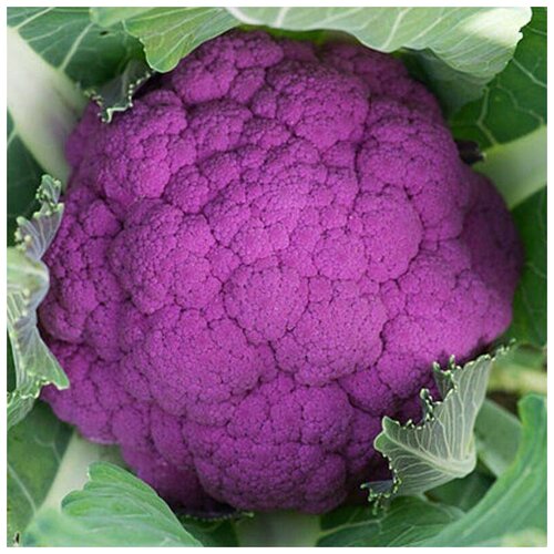 ���� ������ ������ ������� ������� ��������� 30 ��., ������ �� 250 ���