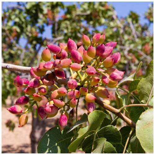 ���� ������ ������ �������� ������ ����������� ������������� 10 ��., ������ �� 400 ���