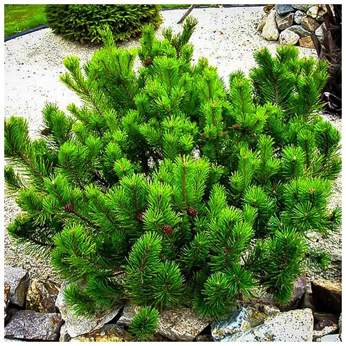 ���� ������ ��������� ����� ������ ����� ������, 20 ��, ������ �� 343 ���