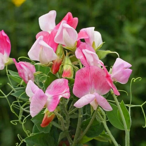 ���� ������� ����������� �������� ������ �������, ����������� ����������� � �������� ��������, ����� ��� ������� � �����, ������������ �������, 9 �����, ������ �� 258 ���