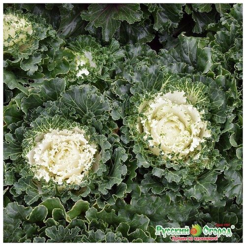 ���� ������. �����. ������� ������������ �