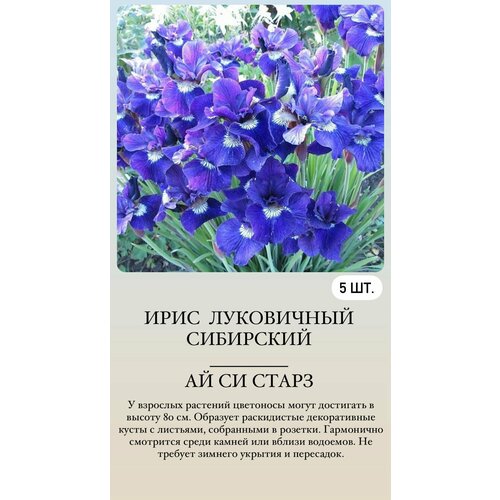 ���� ���� ���������� �������� ����������� ��������, ������ �� 500 ���