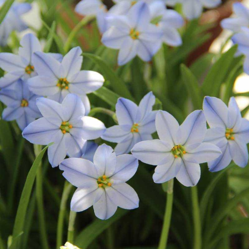  Ipheion Uniflorum Rolf(10 ),   450 