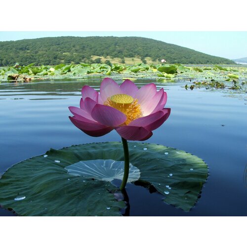 ���� ������ 