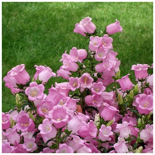 ���� ������ ������ ����������� �������� ������� 100 ��., ������ �� 250 ���