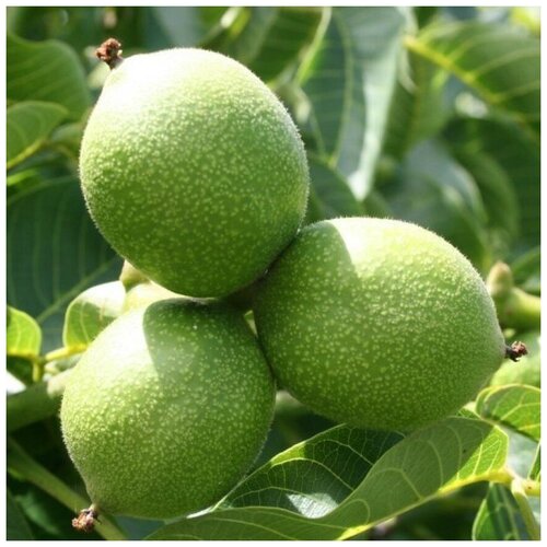 ���� ������ ������ ������� ���� ����� 5 ��., ������ �� 370 ���