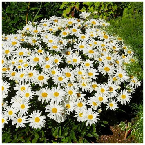 ���� ������ ������ ������� ����������� ���������� ��������� 50 ��., ������ �� 250 ���