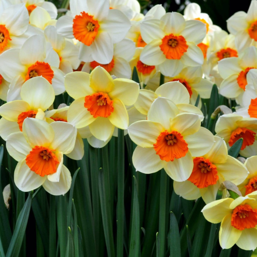   SEMPLRE AVANTI (3 ),   420 