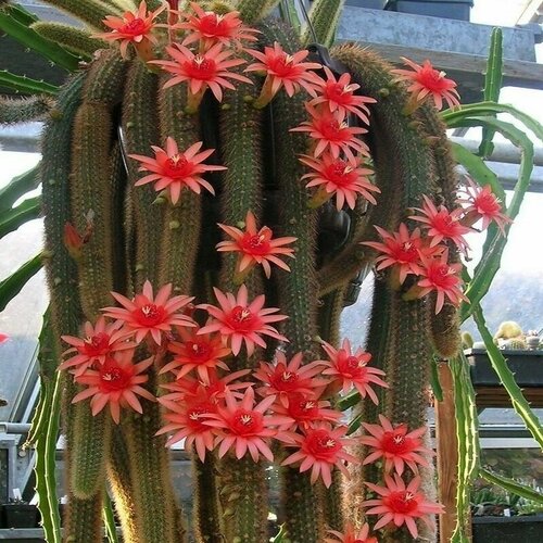 ���� �������������, Hildewintera Aureispina, �������������������, �������, ������, ������ �� 420 ���