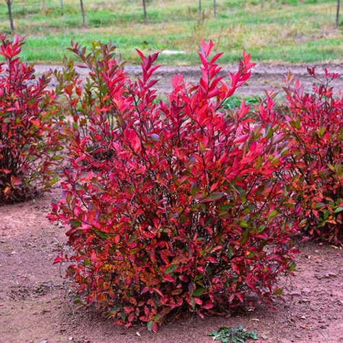 ���� ���� ���������� ������ (1 �������), ������ �� 966 ���