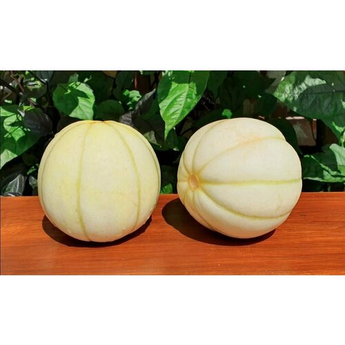       (Kiku Chrysantemum) / Seeds And Goods /   zip-lock   5 ,   269 