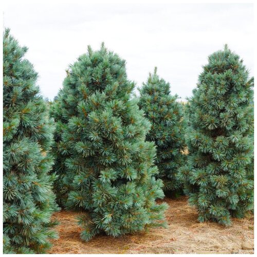 ���� ������ ��������� ���� ��������� �����, ������, 10 ��, ������ �� 382 ���