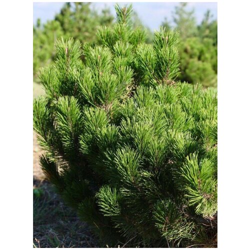      (Pinus mugo), 20 ,   410 