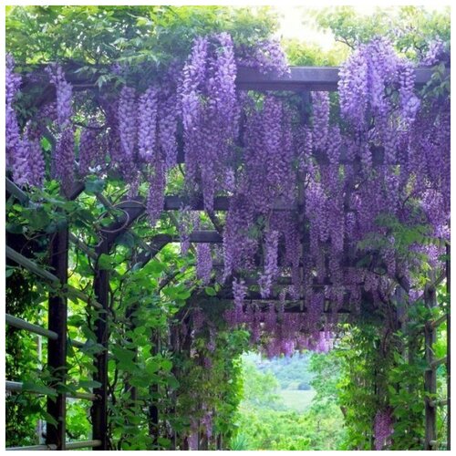 ���� ������ ������ �������� ��������� 5 ��., ������ �� 300 ���