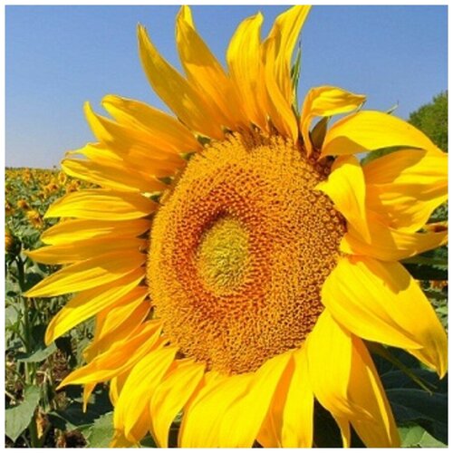 ���� ������ ������ ������������ ������� 30 ��., ������ �� 300 ���