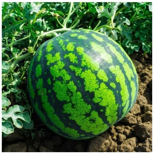 ���� ������ ������ ����� ���� �������� ��������������� 10 ��., ������ �� 250 ���