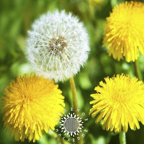     (. Taraxacum officinale) 250,   350 