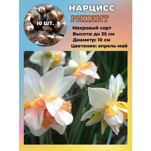 ���� ������� ��������, ����������� ���������� �����, 10 ��., ������ �� 1100 ���