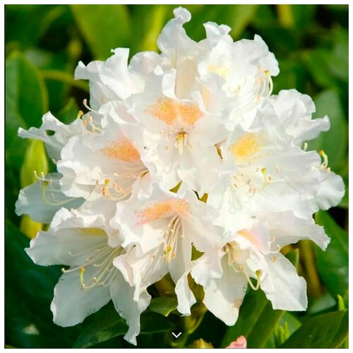    -   (. Rhododendron caucasicum)  10 ,   523 