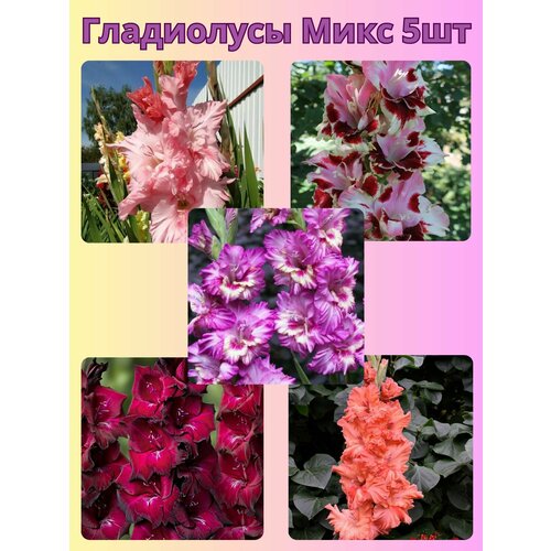 ���� ��������� ���������������, �������� ���������� ���� 5 ��, ������ �� 510 ���