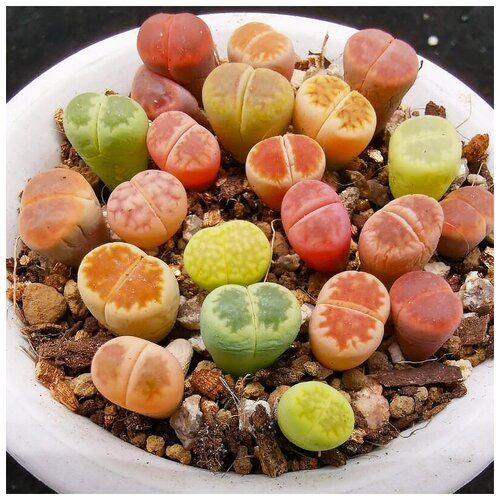 ���� ������ ��������� ����������� ����� ����� ���� (�������), ~15 ��., ������ �� 439 ���