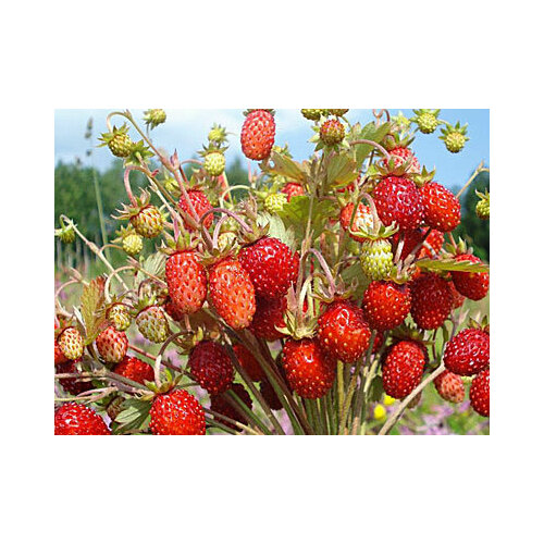 ���� ������ ��������� �������� ����� (������) 0,04 ��., ������ �� 48 ���