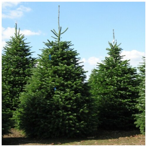 ���� ������ ������ ����� �������� 30 ��., ������ �� 330 ���