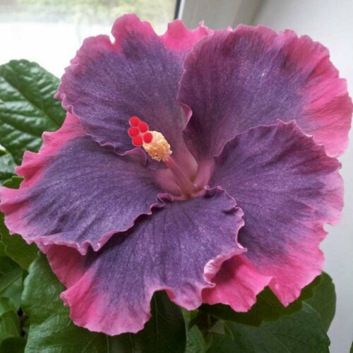 ���� ������ �������� ��������� ����� ��� ��� ���� 5 ��. (1 ��������), ������ �� 506 ���