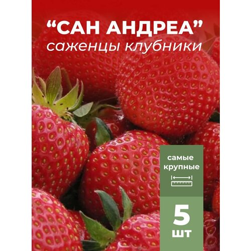 ���� �������� ����� ������������� ��� ������� �������/��������� �������� 5 ��, ������ �� 799 ���