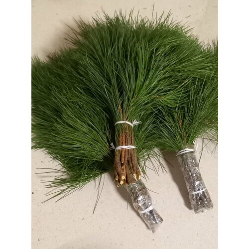 ���� ������ ��� ���� �������� 3 ��, ������ �� 1450 ���