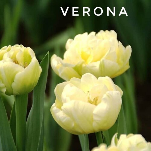    ,   Verona  (4 ),   629 