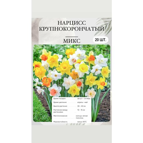 ���� ������� ���������� ����� 20 ��, ������ �� 1300 ���