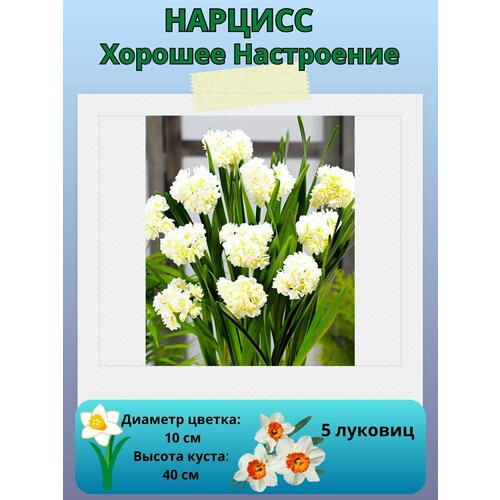 ���� ������� ������� ����������, ����������� �����, �������� ��� ������� 5 ��, ������ �� 450 ���