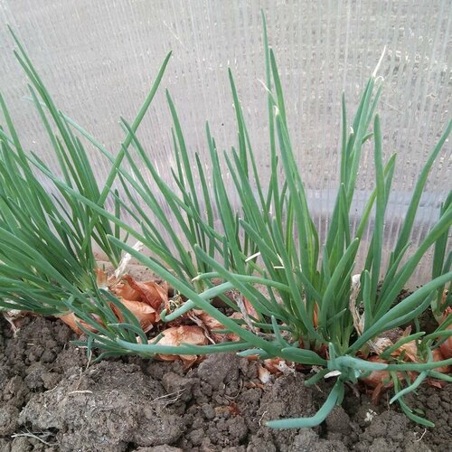    ,   , 5-6    ,    , 50 ,   248 