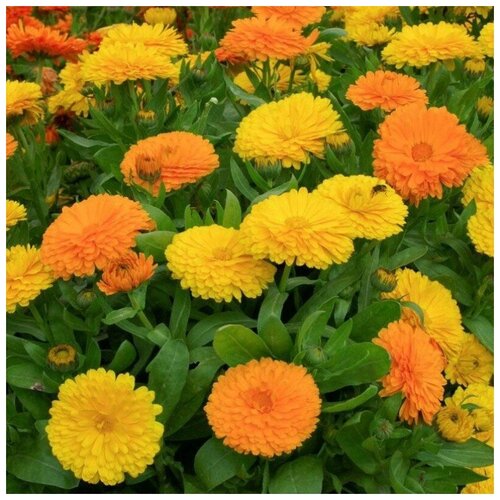 ���� ������ ������ ��������� ������� ���� 20 ��., ������ �� 250 ���