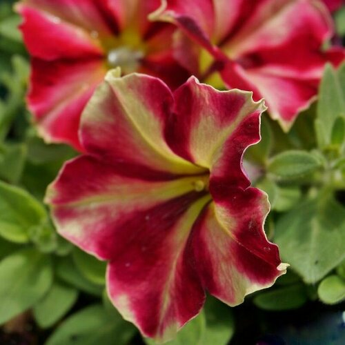 ���� ������� �������������� F1 �������� ��������� �����, ��������� ��������� ���������� ���������� ������ � ������� ������������� ����������, 5 �����, ������ �� 374 ���