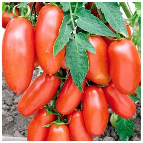 ���� ������ ������ ����� ����� 10 ��., ������ �� 250 ���