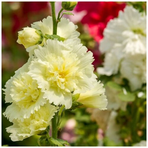 ���� ������ ������ ����-���� ������ �������� ������ 13 ��., ������ �� 210 ���