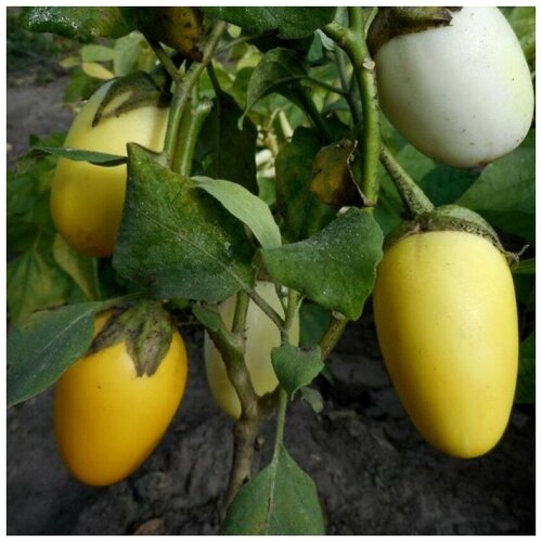 ���� ������ ������ �������� ������������ ������� ���� 20 ��., ������ �� 250 ���