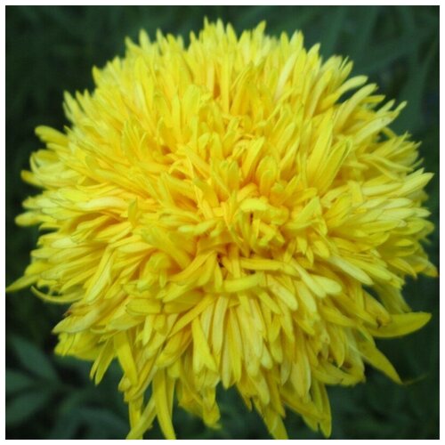 ���� ������ ������ ����� ������� ���������������� 50 ��., ������ �� 250 ���