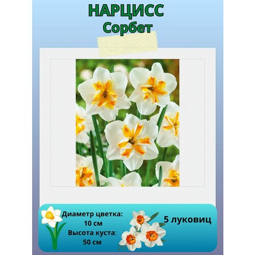 ���� ������� ������, ����������� �����, �������� ��� ������� 5 ��, ������ �� 450 ���