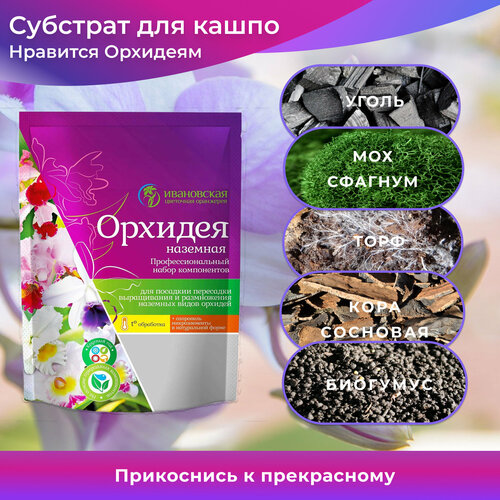 ���� ����� ��� ������� 