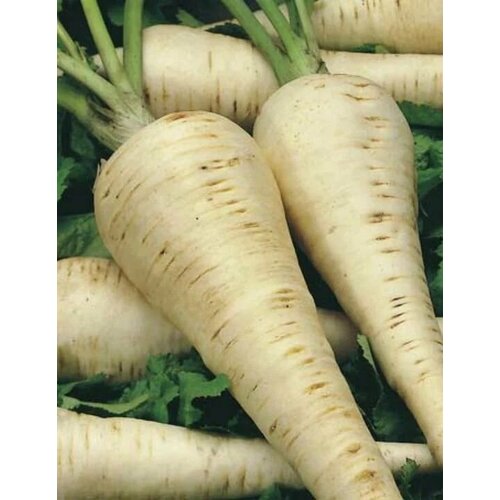 ���� ������ ���������� 