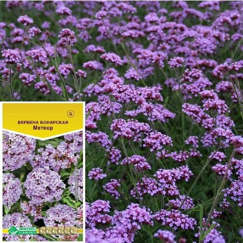 ���� ������ ����������� ������: ������� ��������� ������ (0,1 �), ������ �� 242 ���