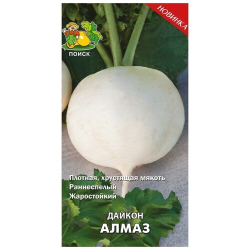 ���� ������ �����, ������ �� 43 ���