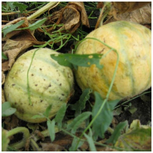 ���� ������ ������ ��������� 10 ��., ������ �� 250 ���