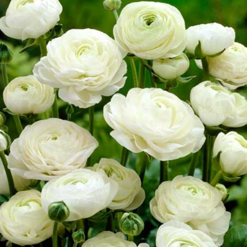   ,  ,  WHITE ( 10  ),   511 